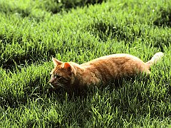 On the Prowl, Domestic Shorthair
